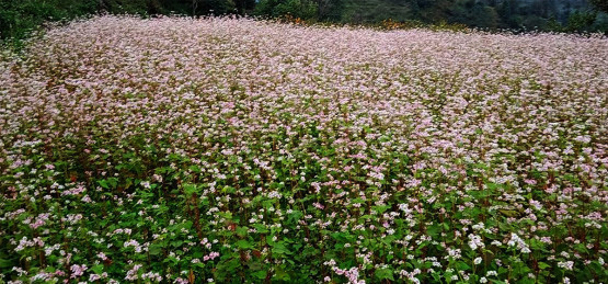 बाँझो जमिन उपयोग गरेर फलाइयो तिते फापर